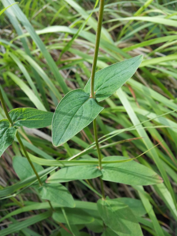 Hypericum montanum